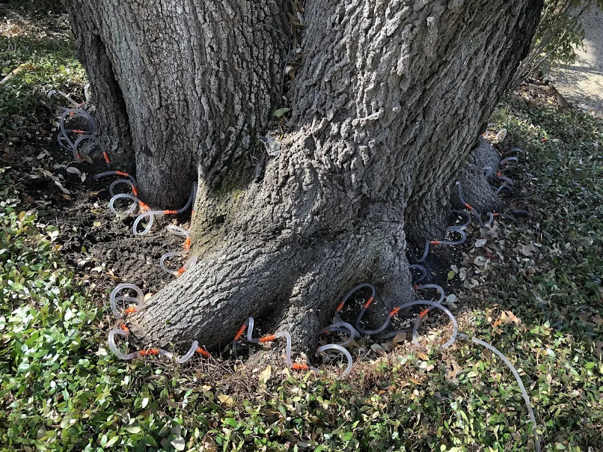 Detailed Tree Cabling and Bracing job site in Rappahannock Academy