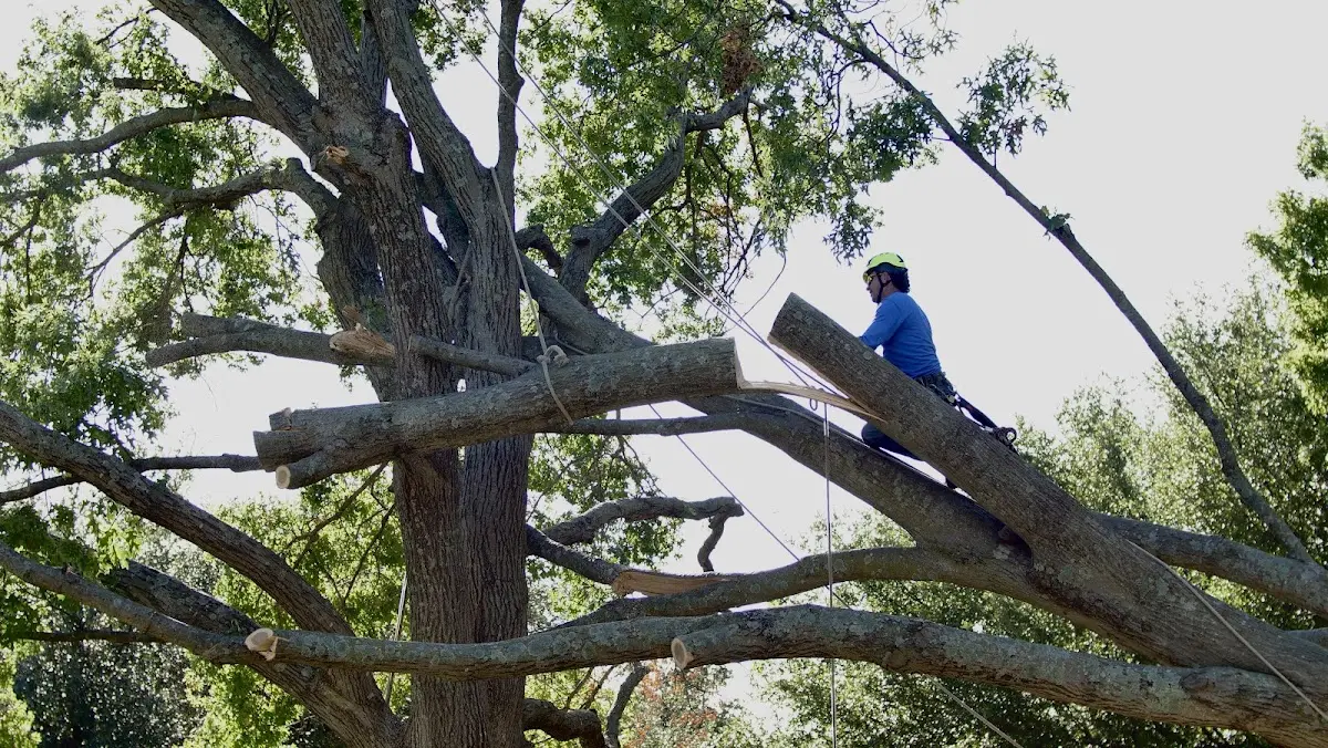 Professional Crown Thinning performed by certified arborists in Rappahannock Academy