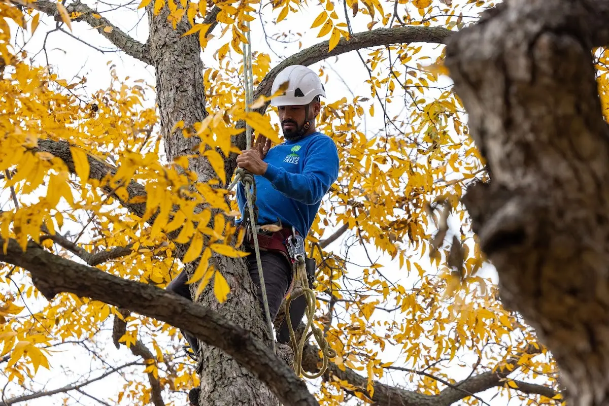 Skilled Emergency Tree Service crew working in Rappahannock Academy