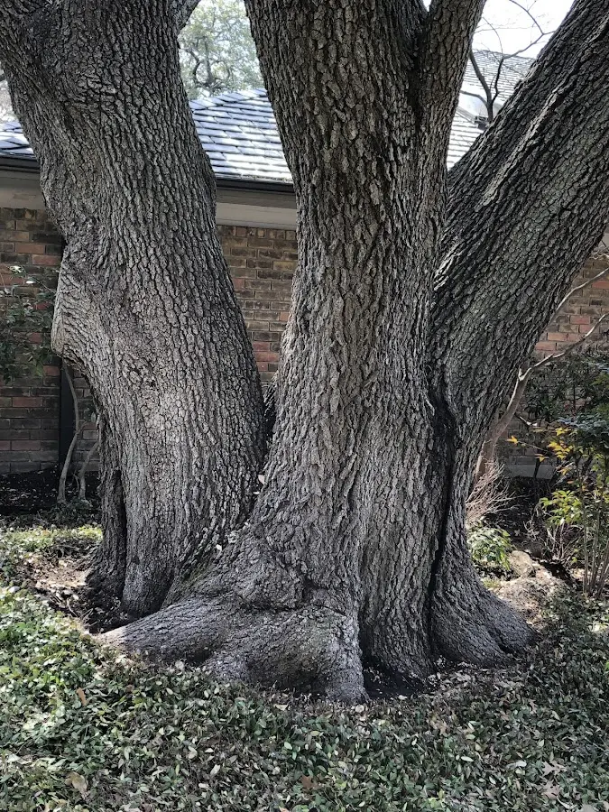 Mature heritage tree close to a Rappahannock Academy property cared for by certified arborists